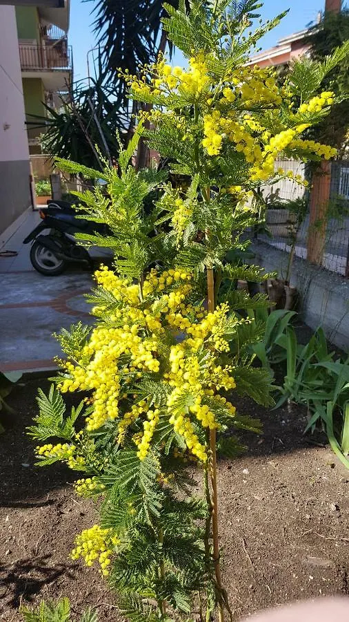 B&B Mimosa 지아르디니낙소스
